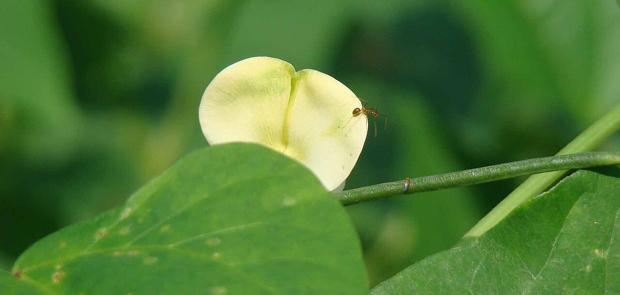 Phaseolus vulgaris, Common bean — upright deciduous (Fabaceae) (image 2 of 7)