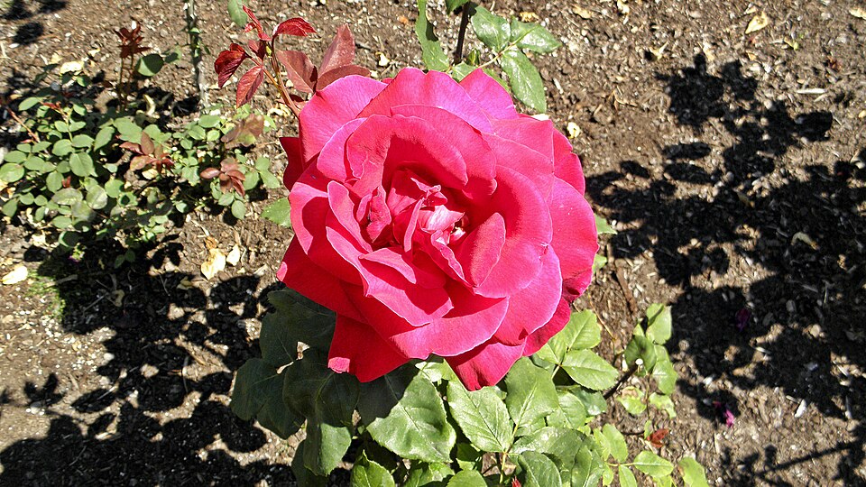 Rosa 'Mister Lincoln' (Mister Lincoln Rose) (alternate view 2)