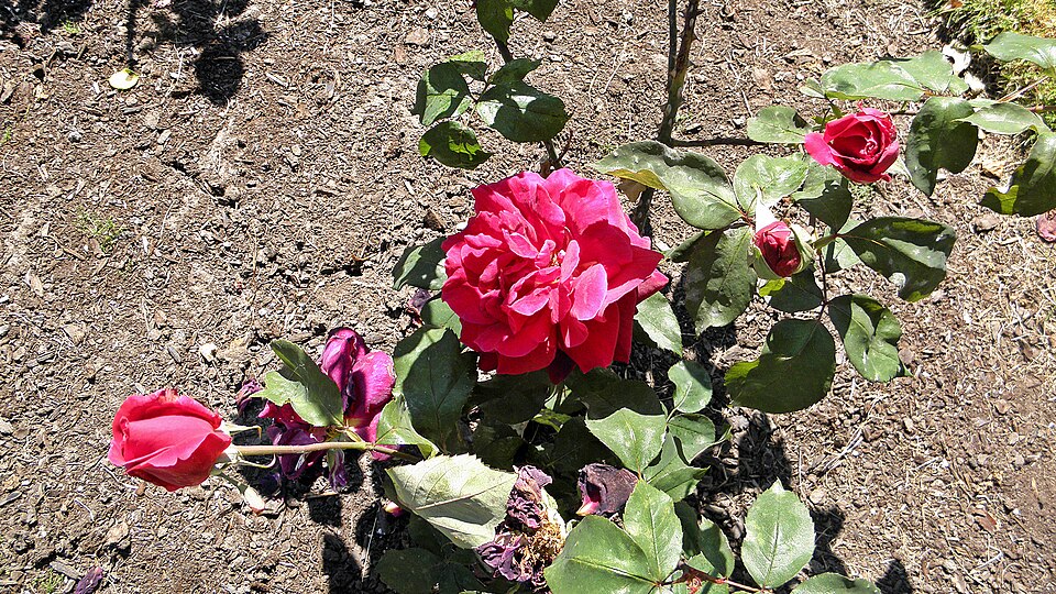 Rosa 'Mister Lincoln' (Mister Lincoln Rose) (alternate view 3)