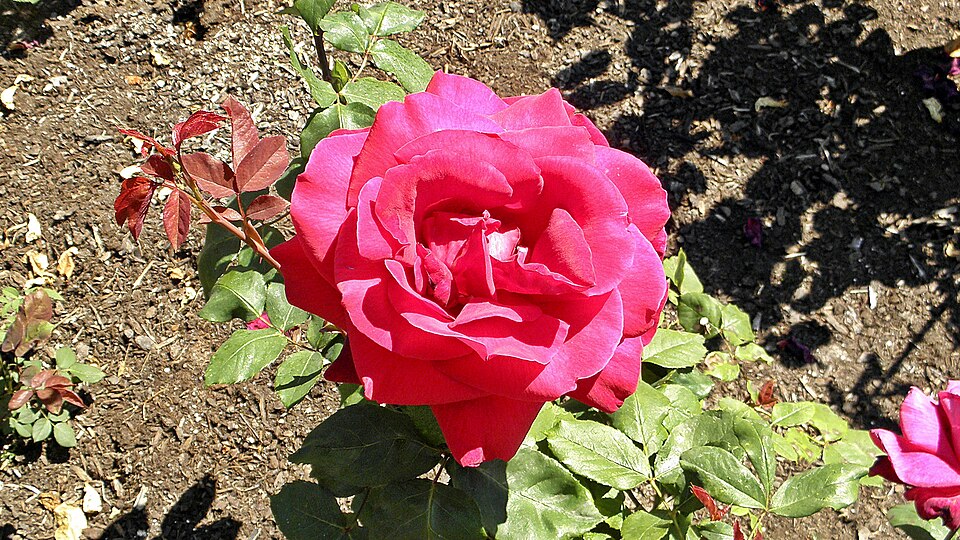 Rosa 'Mister Lincoln' (Mister Lincoln Rose) (alternate view 4)