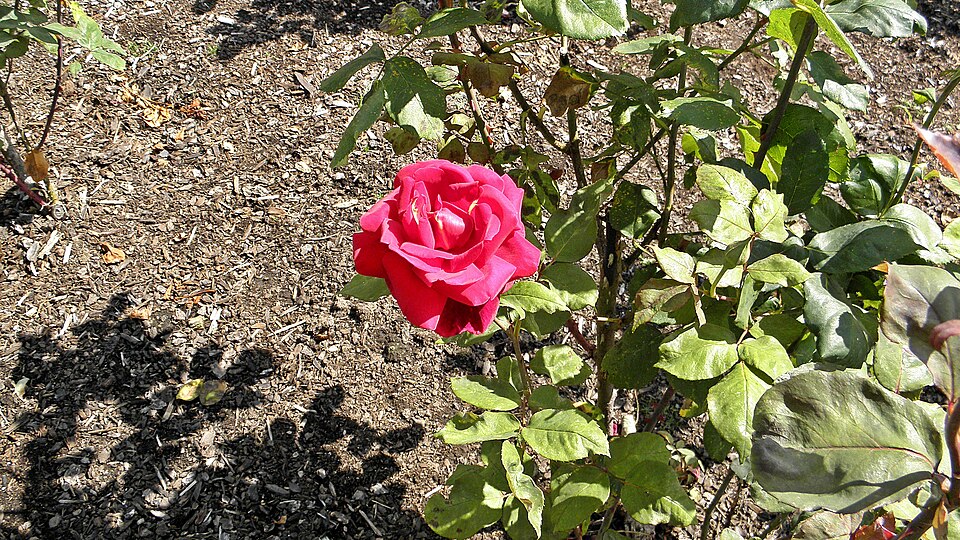 Rosa 'Mister Lincoln' (Mister Lincoln Rose) (alternate view 5)