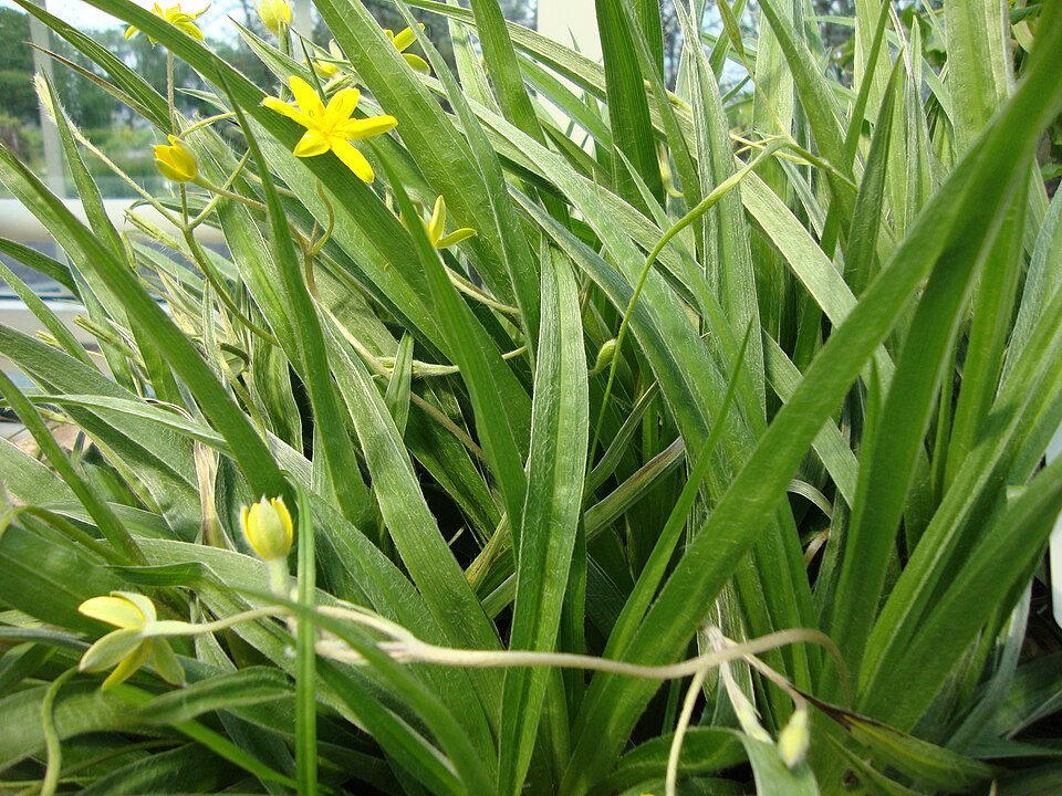 Hypoxis hirsuta (yellow star grass) (alternate view 9)