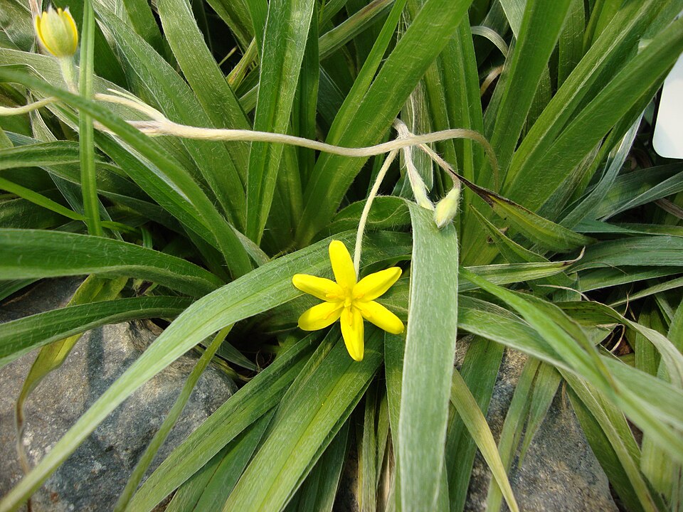 Hypoxis hirsuta (yellow star grass) (alternate view 10)