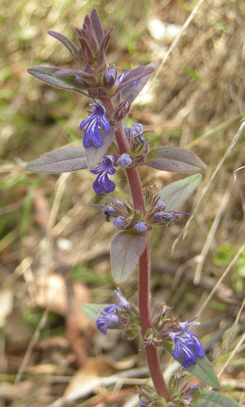 Ajuga australis (Austral Bugle) (alternate view 6)