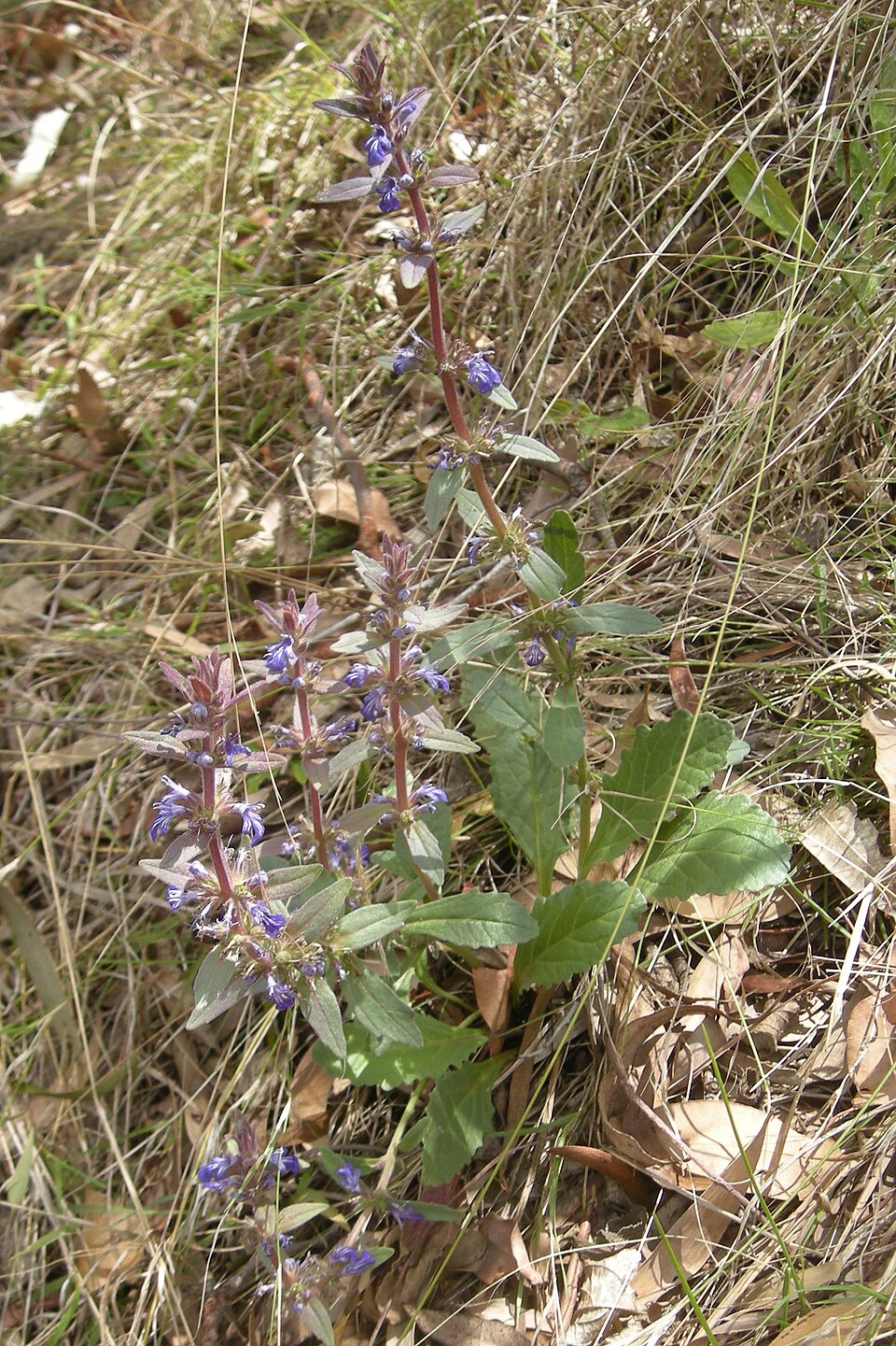Ajuga australis (Austral Bugle) (alternate view 7)
