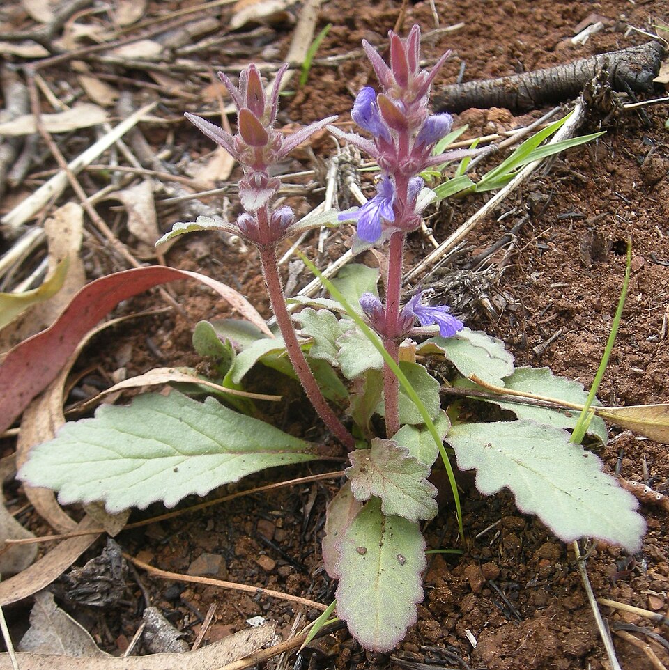 Ajuga australis (Austral Bugle) (alternate view 8)