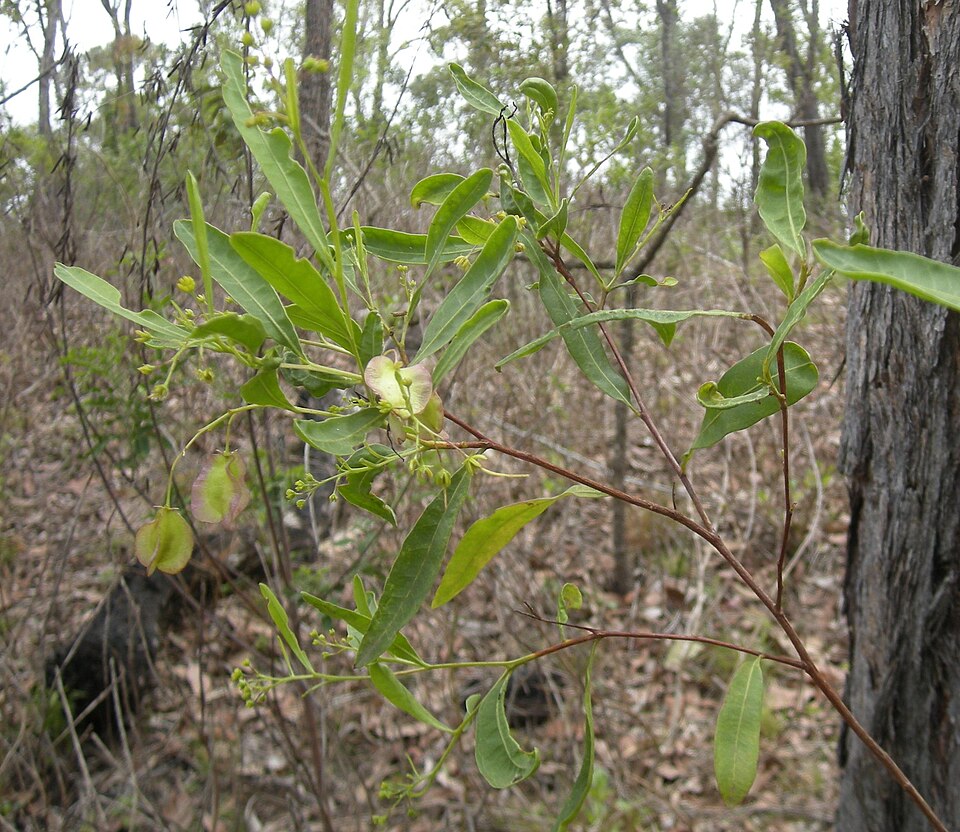 Dodonaea triquetra (Common Hop Bush) (alternate view 3)