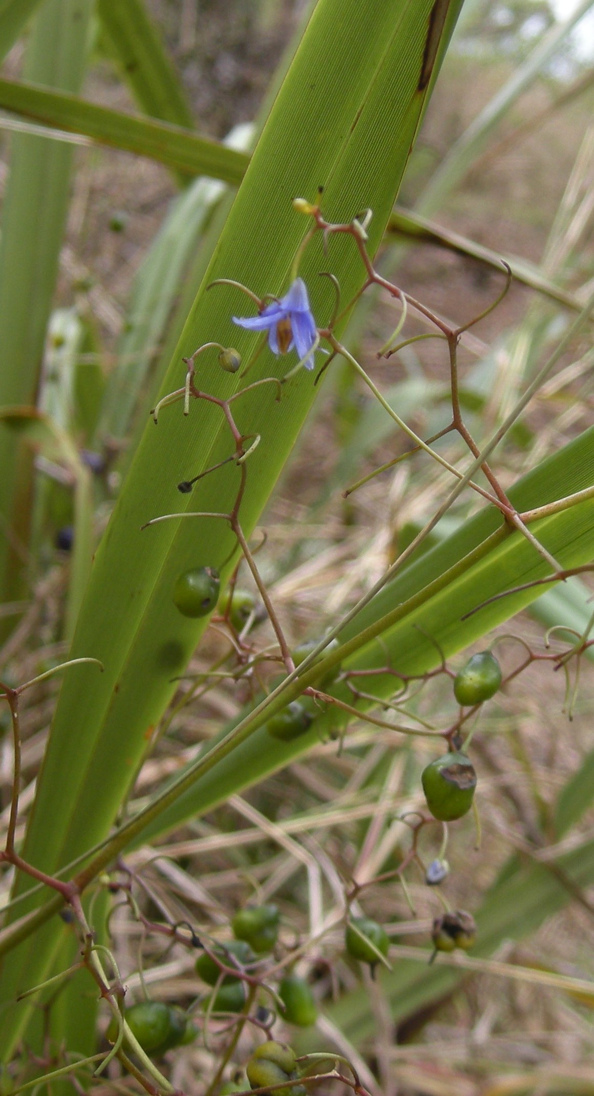 Dianella caerulea, Blue flax-lily — clumping evergreen (Asphodelaceae) (image 8 of 9)