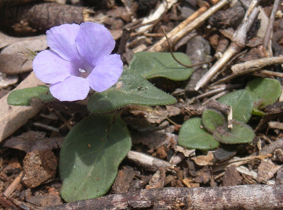 Brunoniella australis (Blue Trumpet) (alternate view 6)