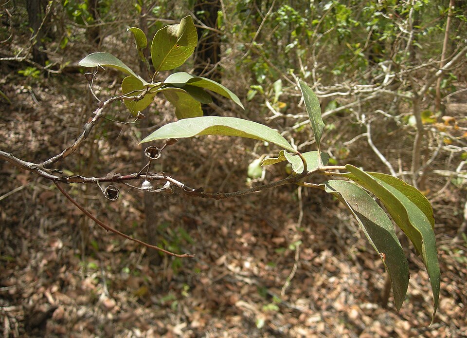 Lophostemon suaveolens (swamp box) (alternate view 7)