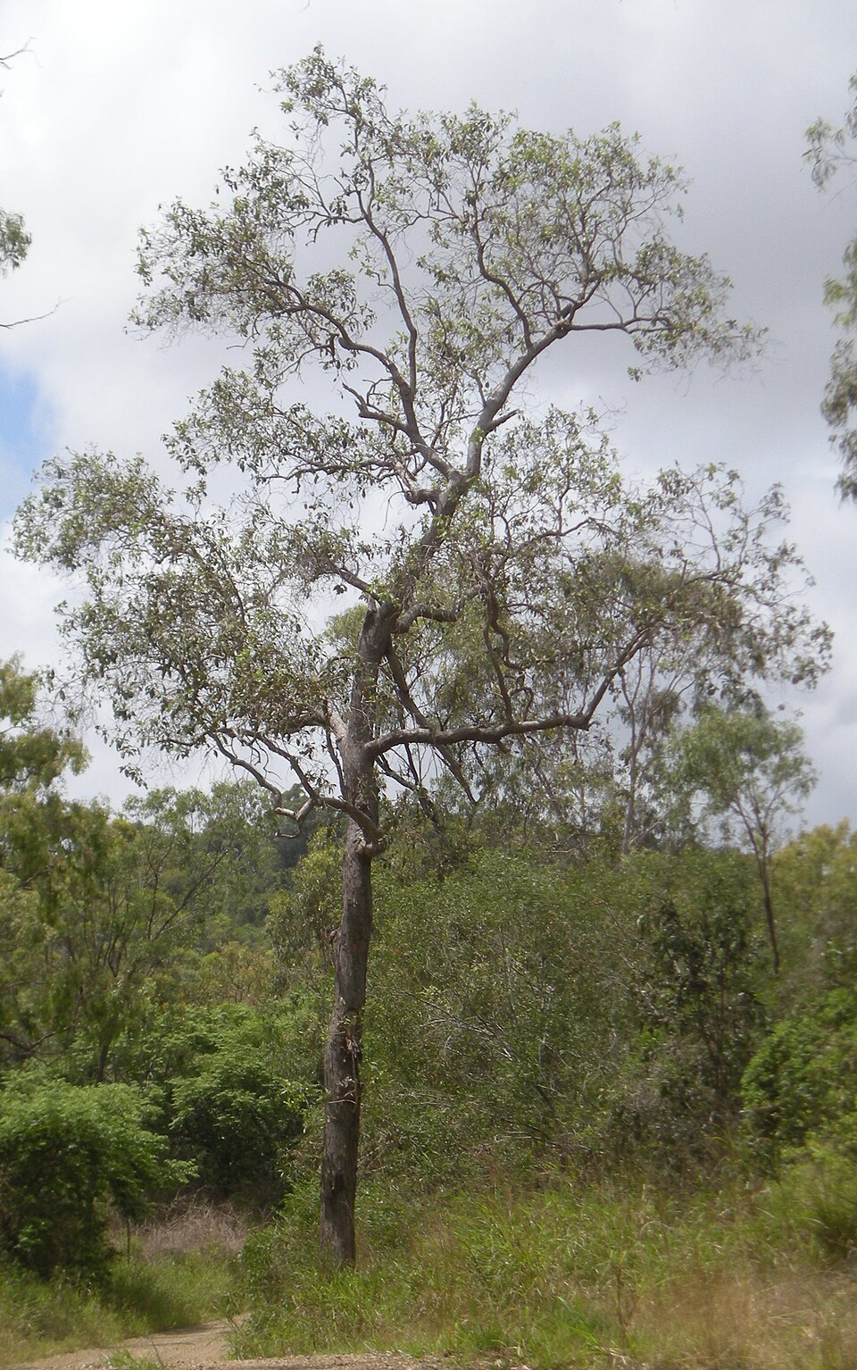 Lophostemon suaveolens (swamp box) (alternate view 8)
