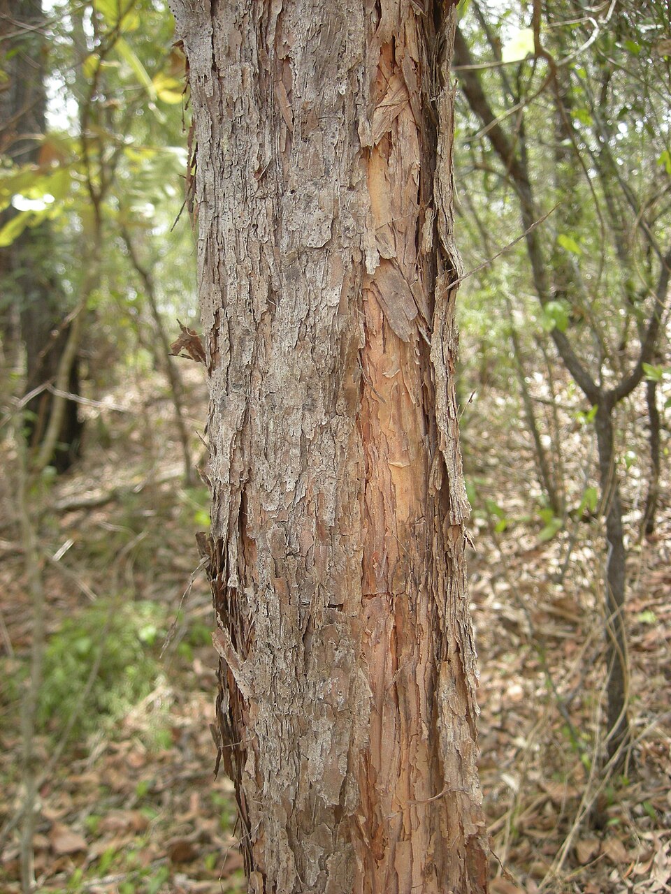 Lophostemon suaveolens (swamp box) (alternate view 9)