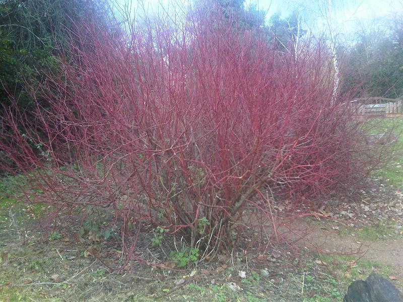 Cornus alba, Red-barked dogwood — upright deciduous (Cornaceae) (image 9 of 10)