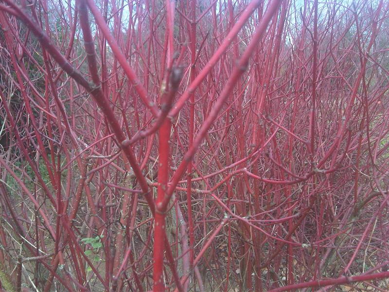 Cornus alba, Red-barked dogwood — upright deciduous (Cornaceae) (image 10 of 10)