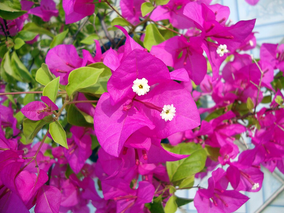 Bougainvillea spectabilis (Bougainvillea) (alternate view 9)