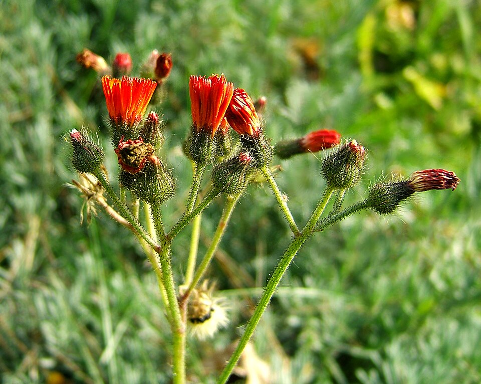 Pilosella aurantiaca (orange hawkweed)