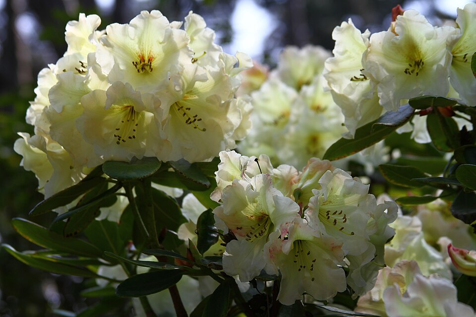 Rhododendron 'Odee Wright' (Odee Wright Rhododendron)