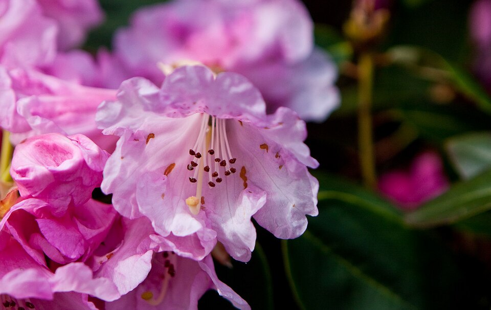 Rhododendron 'Fantastica' (Fantastica Rhododendron)