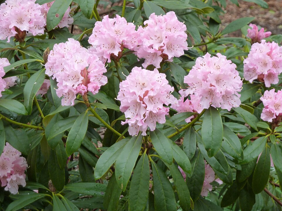 Rhododendron 'Christmas Cheer' (Christmas Cheer Rhododendron)