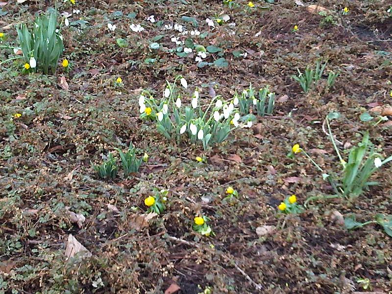 Galanthus elwesii (Giant Snowdrop) (alternate view 8)