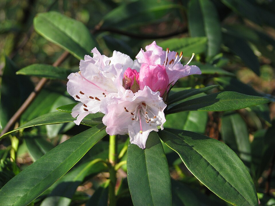 Rhododendron 'Christmas Cheer' (Christmas Cheer Rhododendron) (alternate view 2)