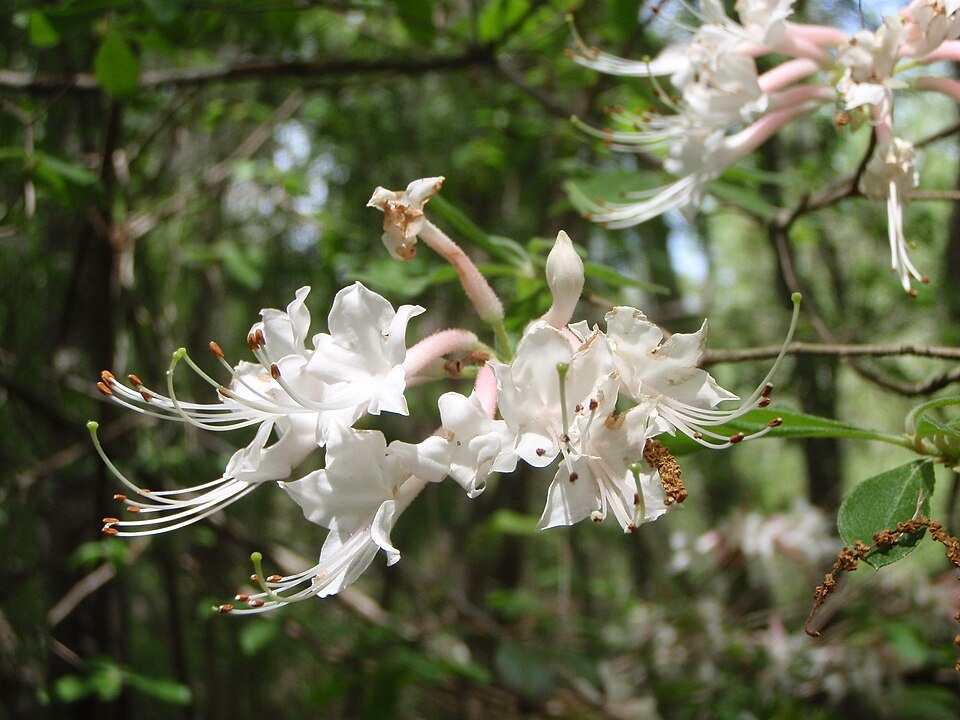 Rhododendron canescens (Mountain Azalea) (alternate view 6)