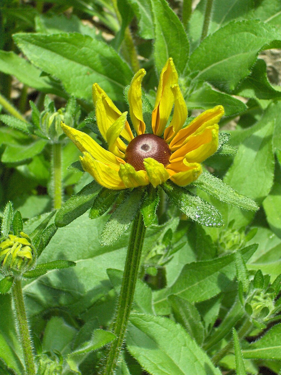 Rudbeckia hirta 'Indian Summer' (Indian Summer Black-Eyed Susan)