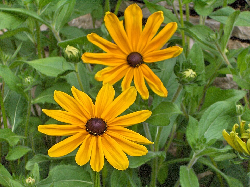 Rudbeckia hirta 'Indian Summer' (Indian Summer Black-Eyed Susan) (alternate view 2)
