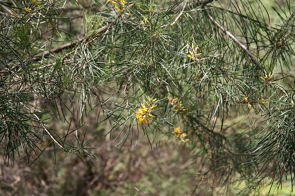 Persoonia linearis (Narrow-leaf Geebung) (alternate view 9)