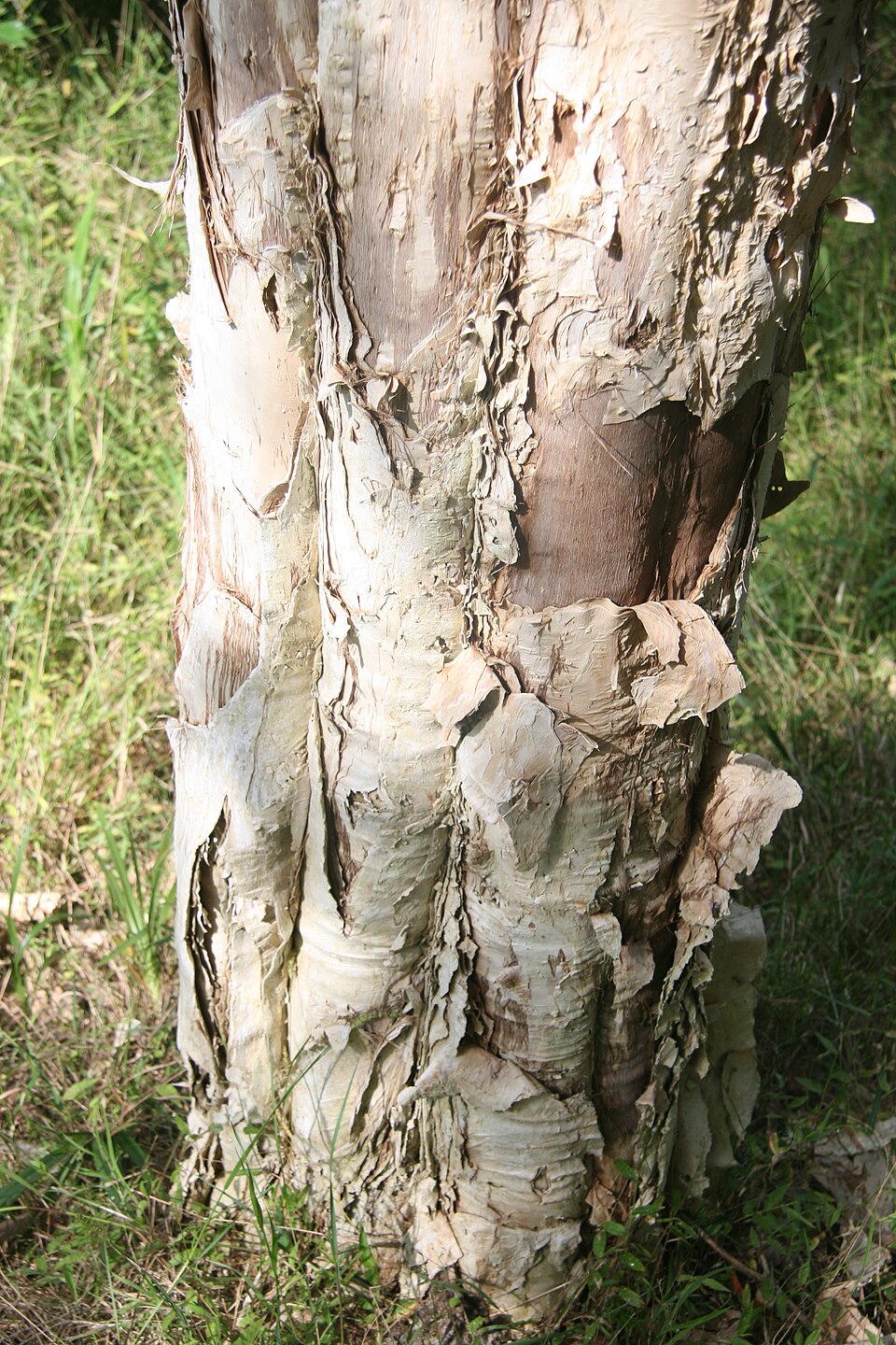 Melaleuca styphelioides (Prickly-leaved Paperbark) (alternate view 3)
