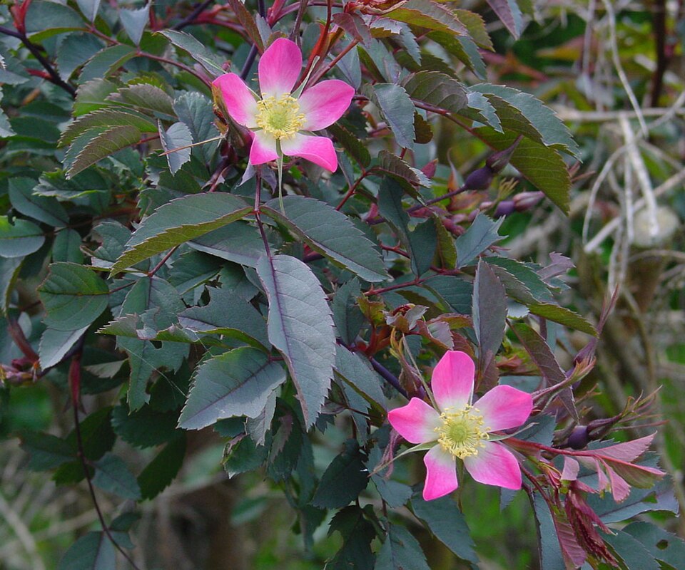 Rosa glauca (redleaf rose) (alternate view 6)