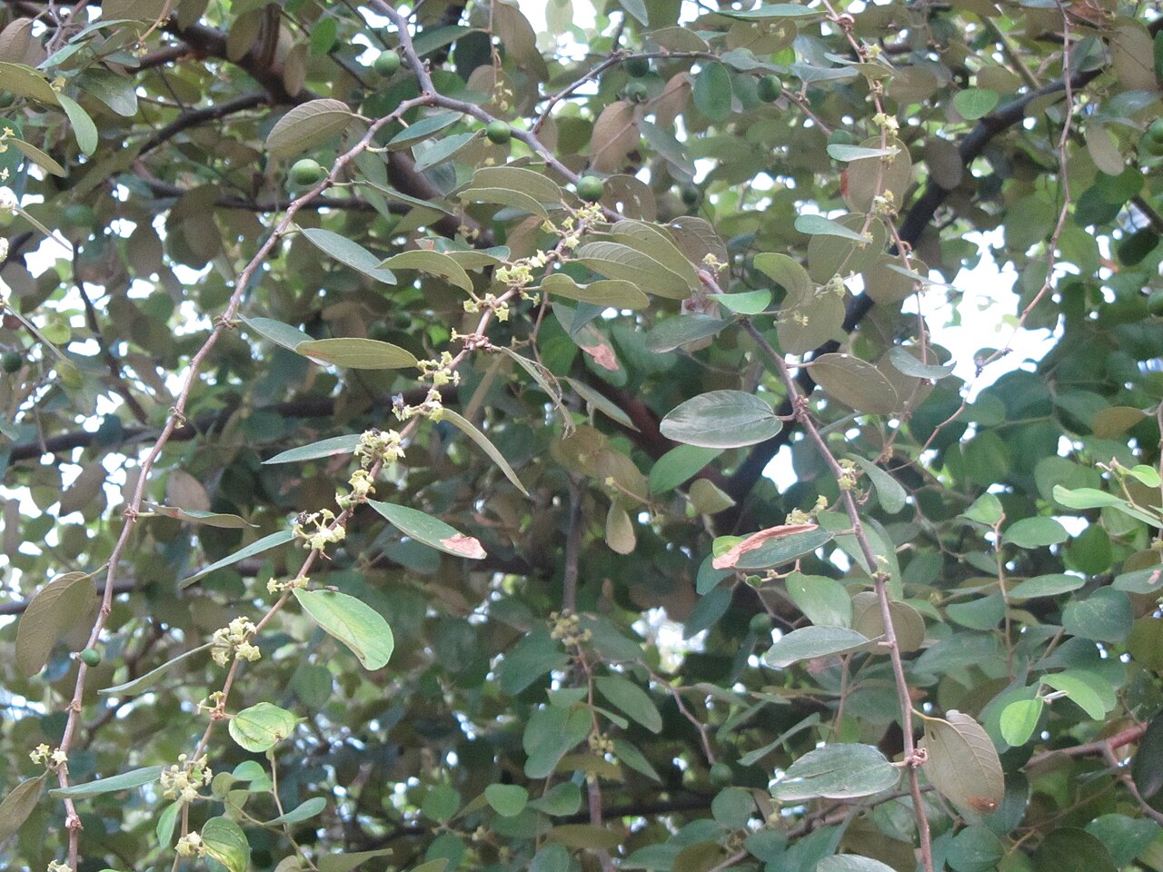 Ziziphus jujuba, Chinese jujube — upright deciduous (Rhamnaceae) (image 2 of 9)