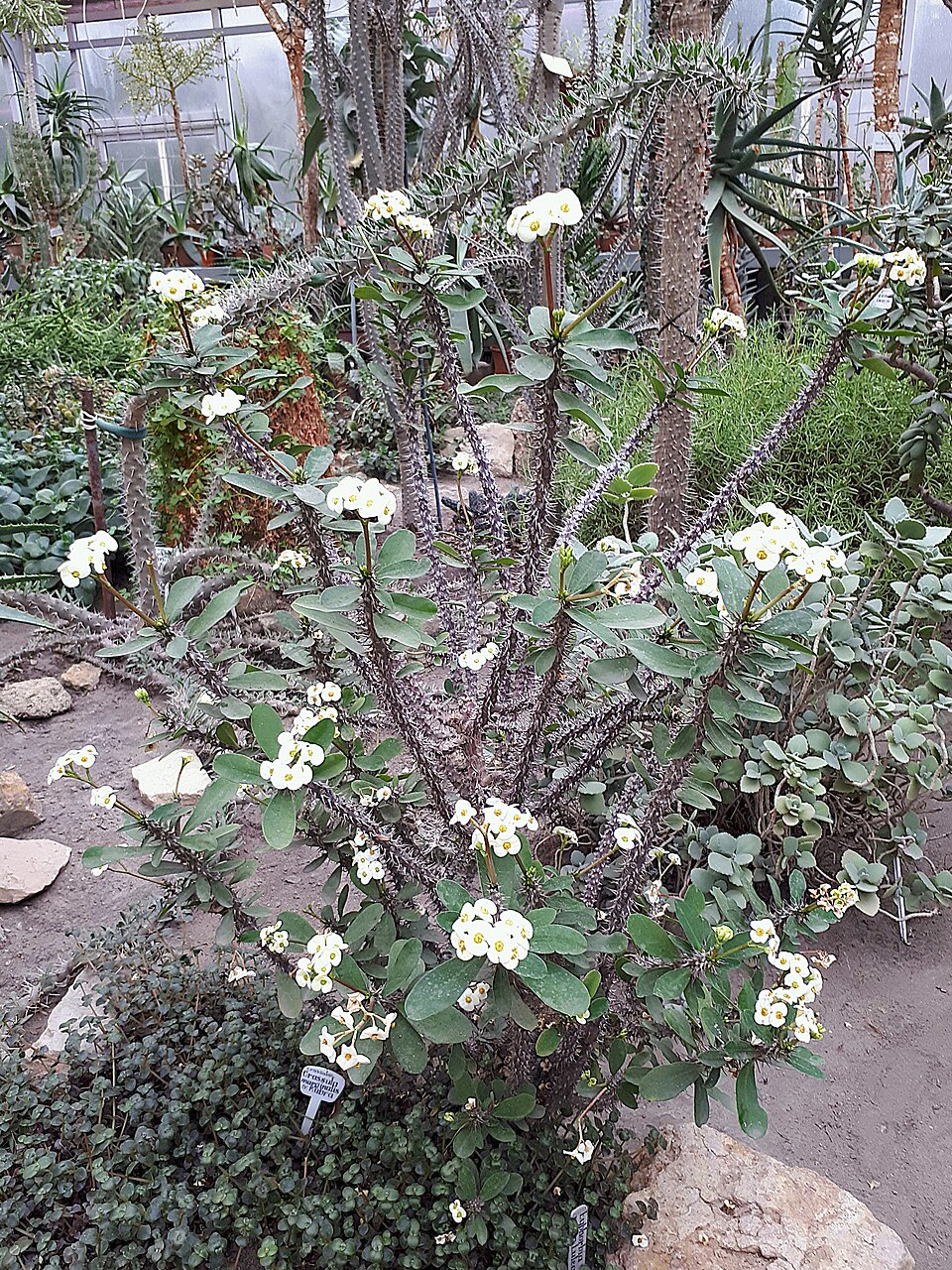 Crassula (Stonecrops) (alternate view 8)