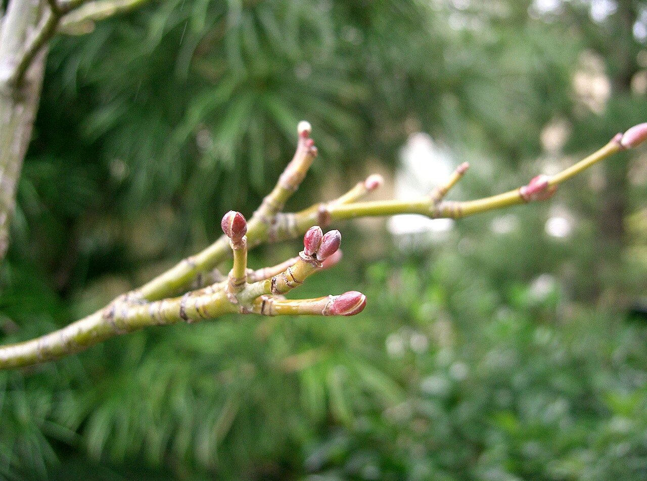 Acer rufinerve, Redvein maple — upright deciduous (Sapindaceae) (image 4 of 10)