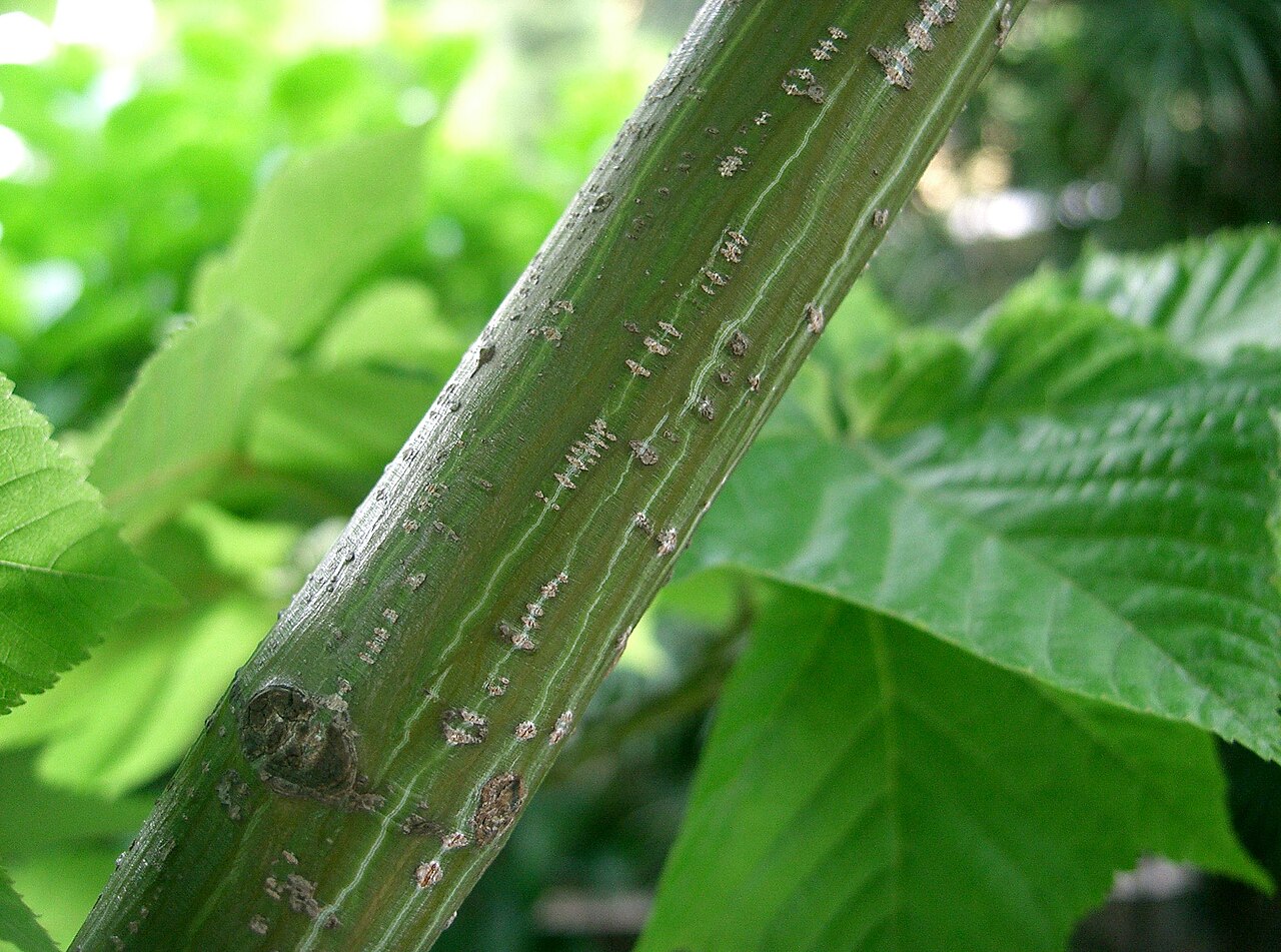 Acer rufinerve, Redvein maple — upright deciduous (Sapindaceae) (image 5 of 10)