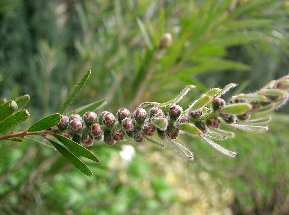 Melaleuca viminalis (weeping bottlebrush) (alternate view 9)