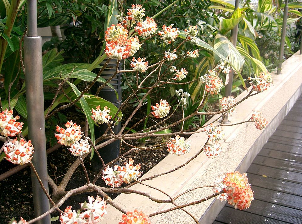Edgeworthia chrysantha (edgeworthia, paperbush) (alternate view 6)