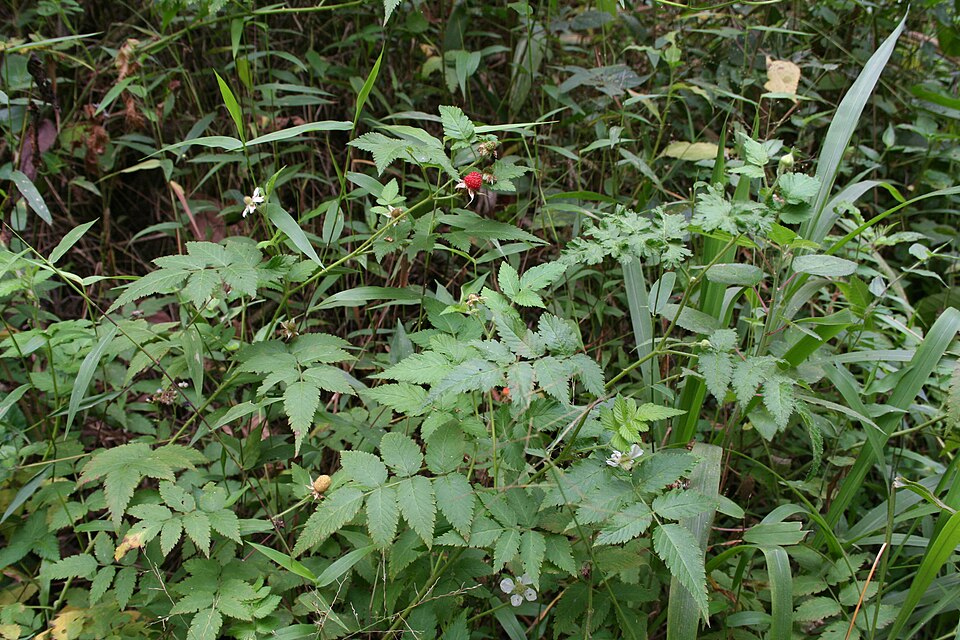 Rubus rosifolius (roseleaf bramble) (alternate view 6)