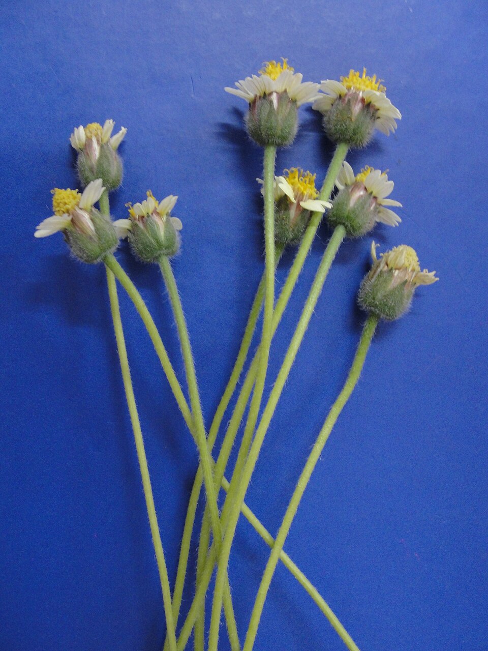 Tridax procumbens (Tridax Daisy)
