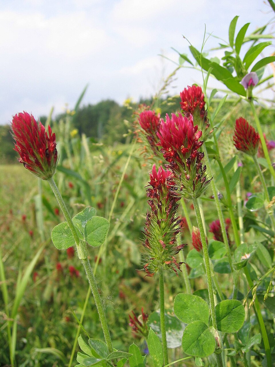 Trifolium incarnatum (crimson clover)