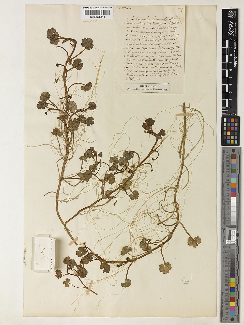 Ranunculus omiophyllus (Round-leaved Crowfoot)