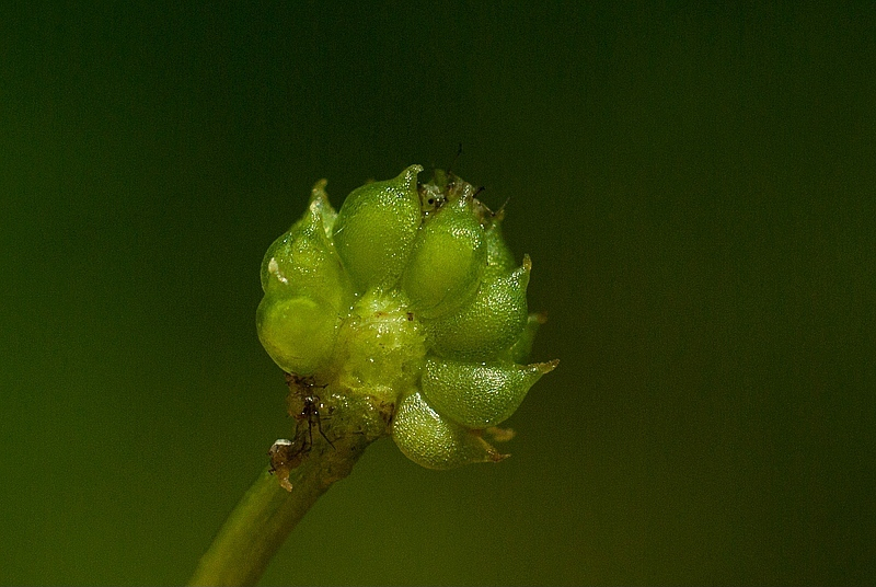Ranunculus omiophyllus (Round-leaved Crowfoot)