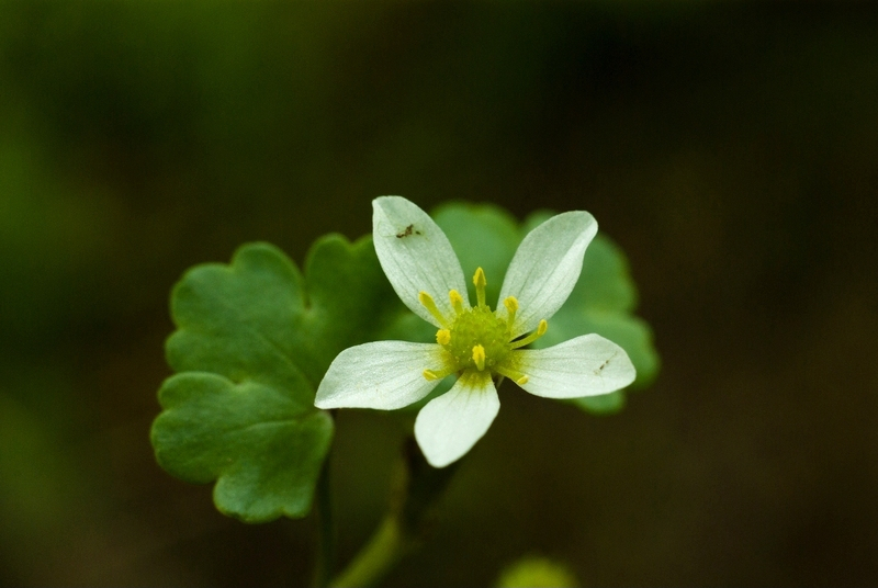 Ranunculus omiophyllus (Round-leaved Crowfoot)