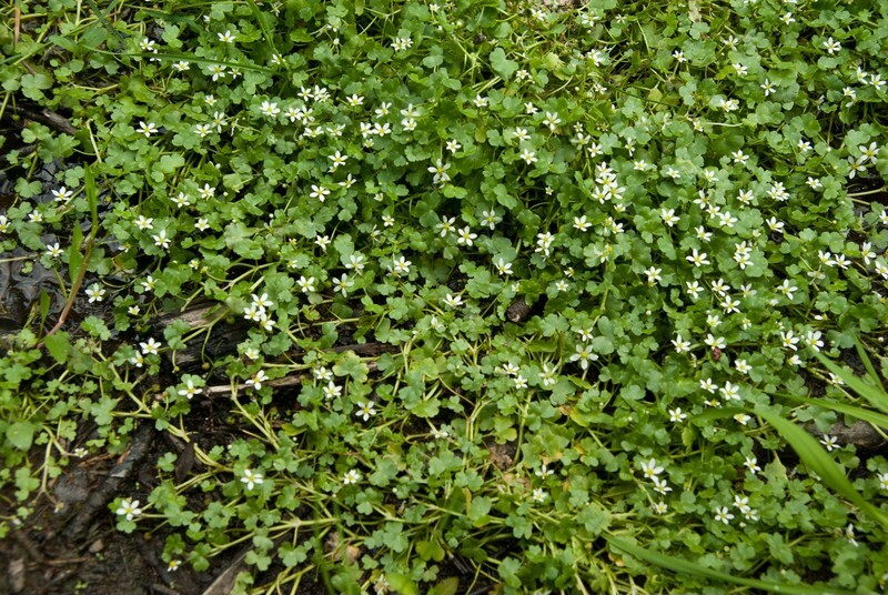 Ranunculus omiophyllus (Round-leaved Crowfoot)