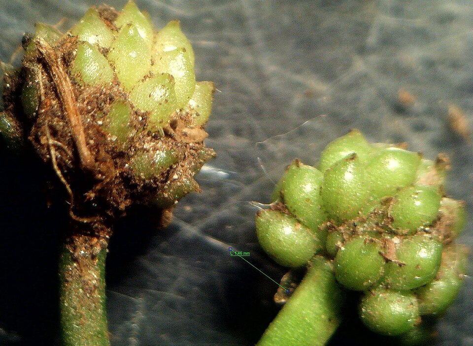 Ranunculus omiophyllus (Round-leaved Crowfoot)