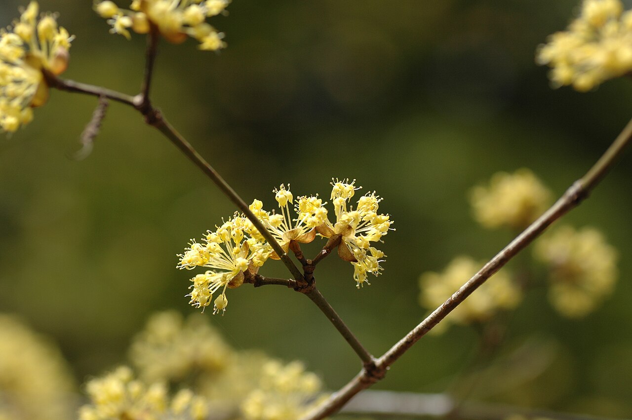 Cornus spp., dogwoods — deciduous (Cornaceae) (image 9 of 15)