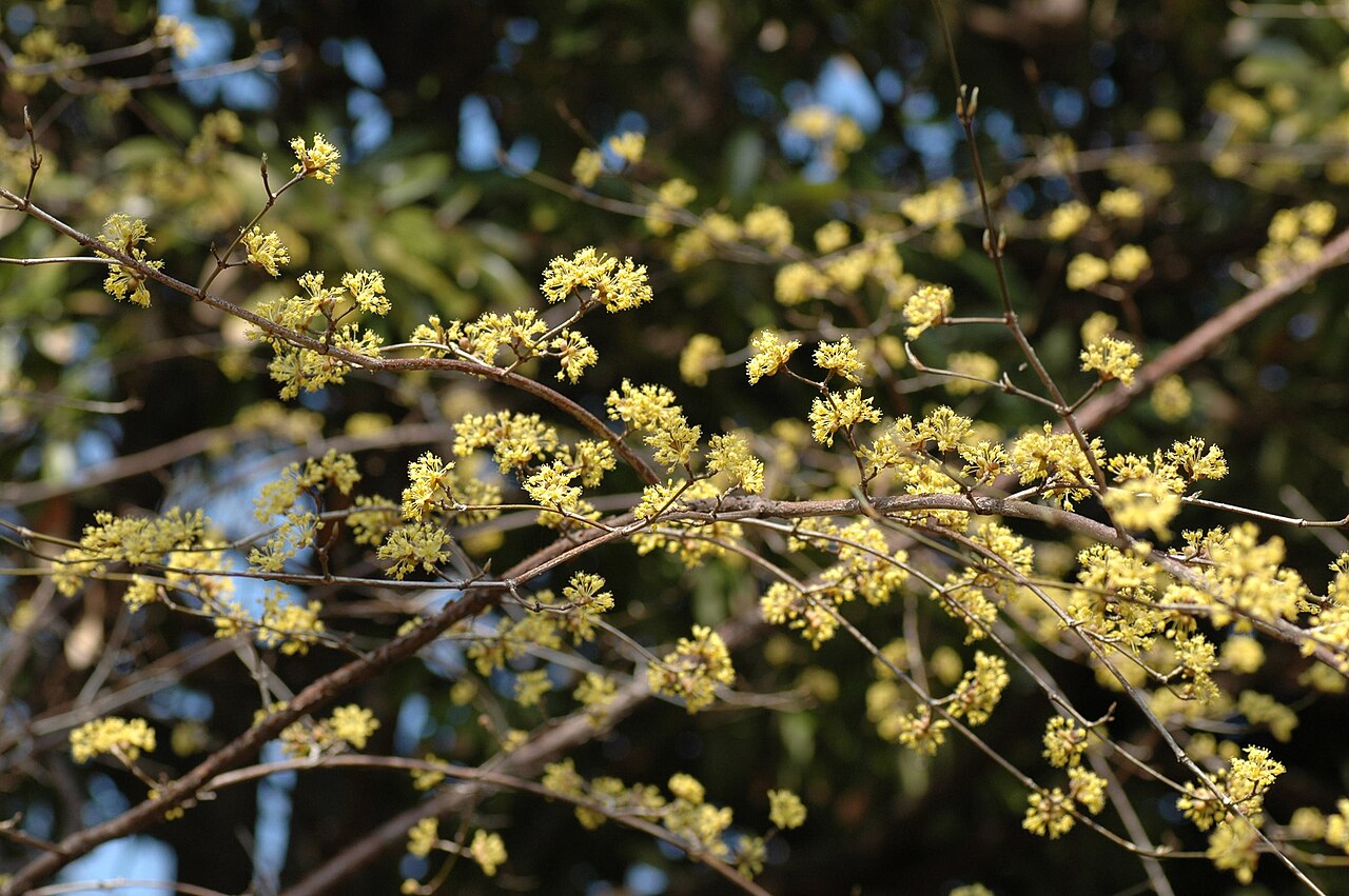 Cornus officinalis, Japanese cornelian cherry — spreading deciduous (Cornaceae) (image 2 of 10)