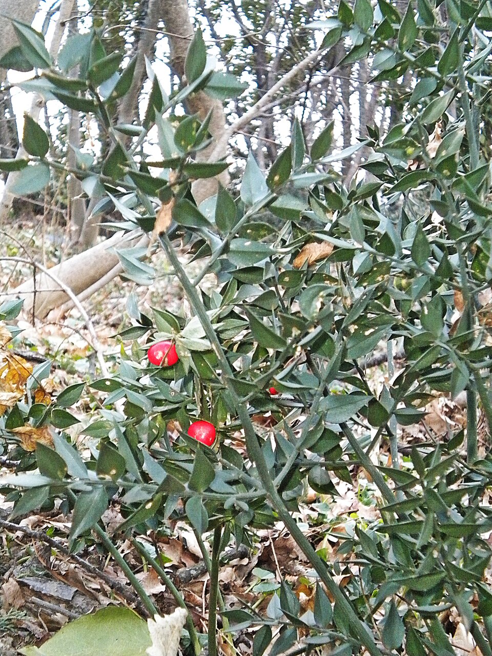 Ruscus aculeatus (butcher's-broom)