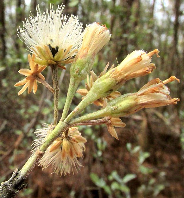 Ageratina (snakeroots) (alternate view 7)