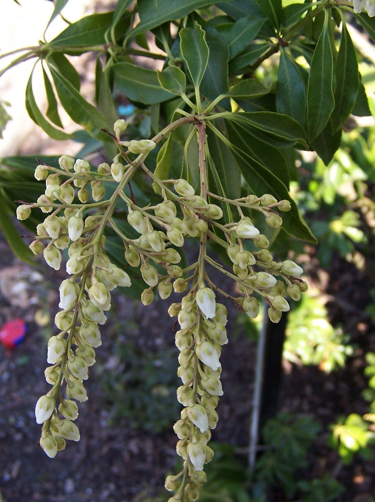 Pieris floribunda (Mountain andromeda)